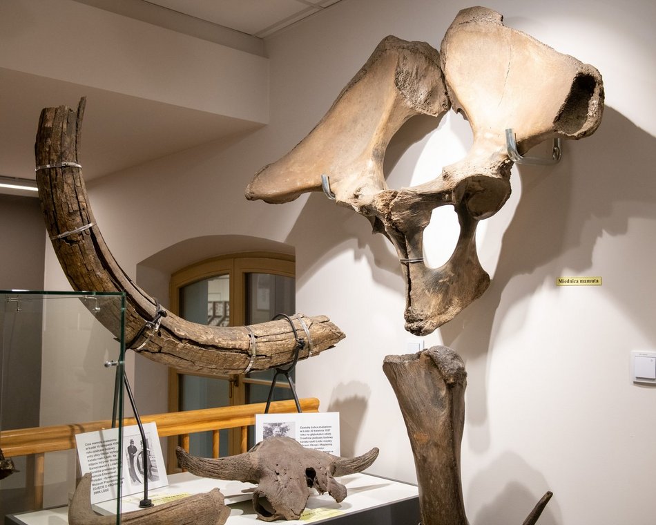 Łódź. Odkryj Muzeum Przyrodnicze w Łodzi. To niezwykły świat zwierząt, dinozaurów, tajemnic natury i przygód!