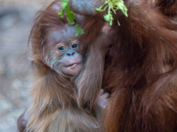 Łódź. Orangutan sumatrzański urodził się w Orientarium Zoo Łódź. To sukces na skalę światową!