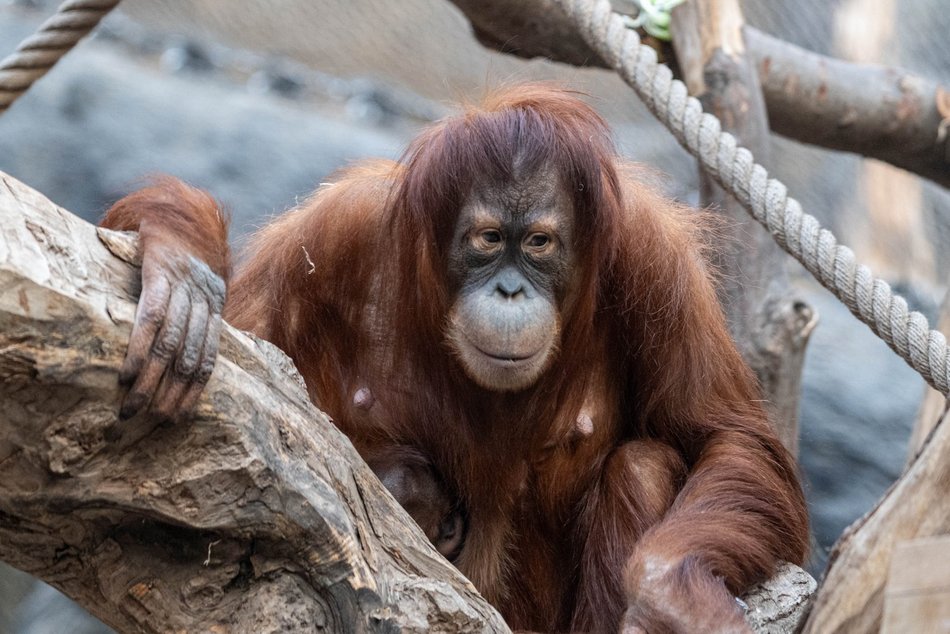 Łódź. Orangutan sumatrzański urodził się w Orientarium Zoo Łódź. To sukces na skalę światową!