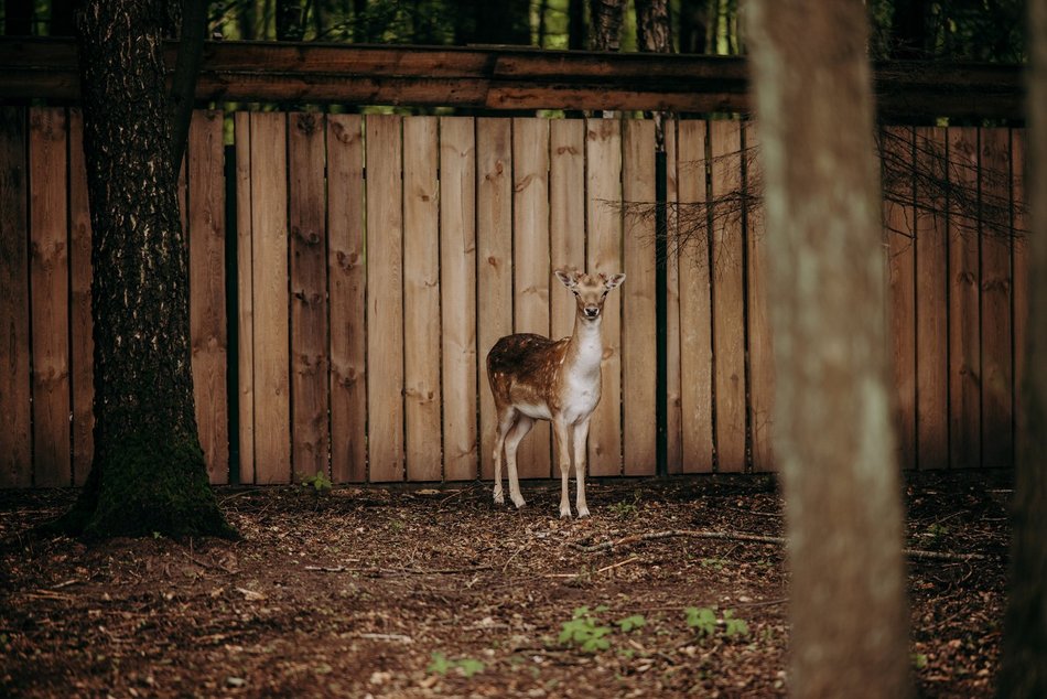 Łódź. Ośrodek Rehabilitacji Dzikich Zwierząt działa pełną parą. Ponad 1000 zwierząt w 2025 roku
