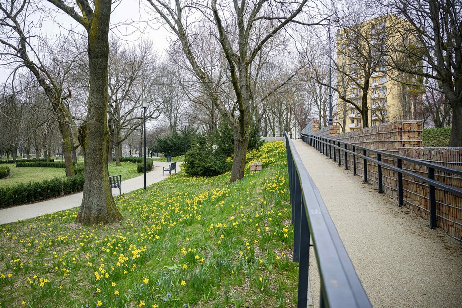 Łódź. Park Staromiejski w Łodzi w żółtych barwach żonkili. Aż chce się spacerować!