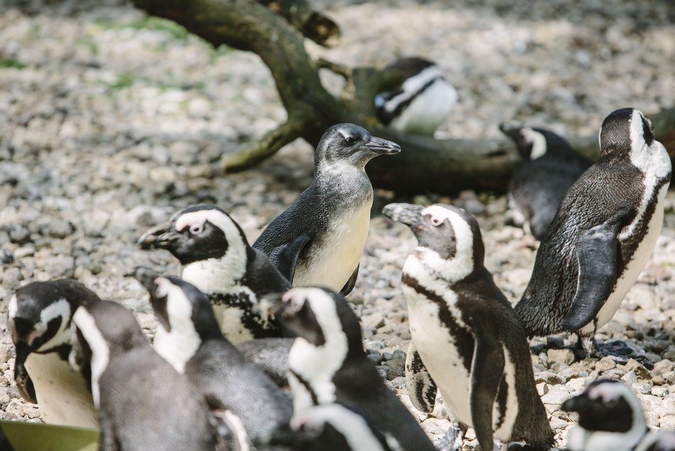 Łódź. Młode pingwiny pojawiły się w Orientarium Zoo Łódź. Już można je podziwiać!