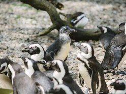 Łódź. Młode pingwiny pojawiły się w Orientarium Zoo Łódź. Już można je podziwiać!