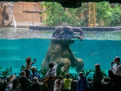 Majówka w Łodzi. Przyjedź na Zdrowie i korzystaj z Orientarium Zoo Łódź, Atlas Areny i Aquaparku Fala