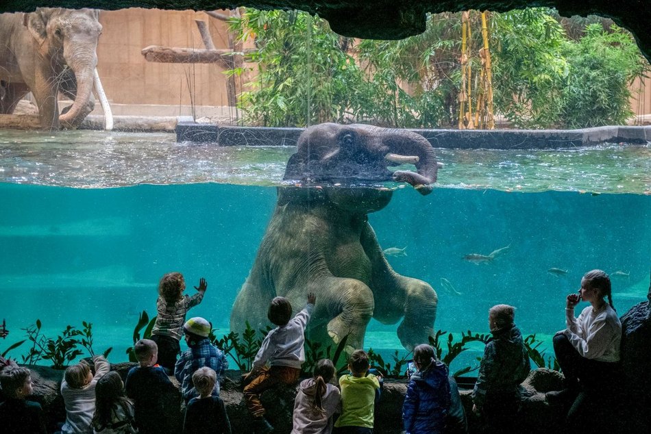 Majówka w Łodzi. Przyjedź na Zdrowie i korzystaj z Orientarium Zoo Łódź, Atlas Areny i Aquaparku Fala