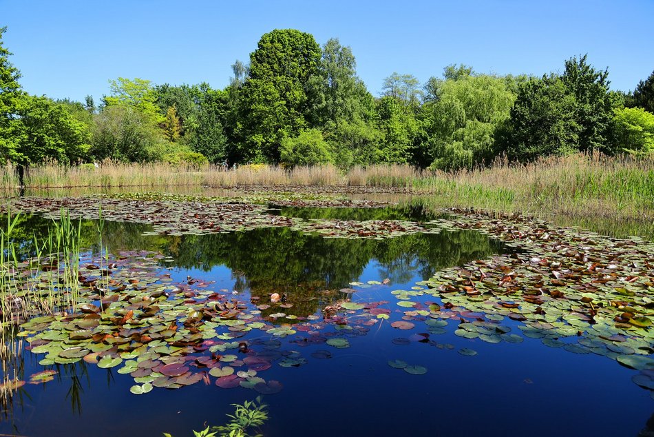Ogród Botaniczny w Łodzi. Kwitnące rośliny