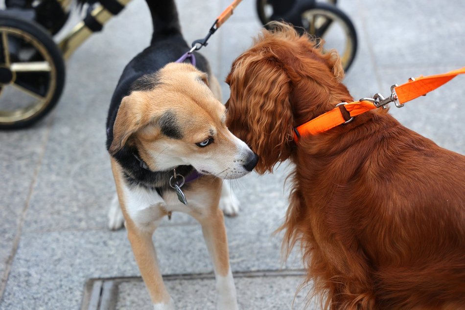 Parada Kundelków w Łodzi