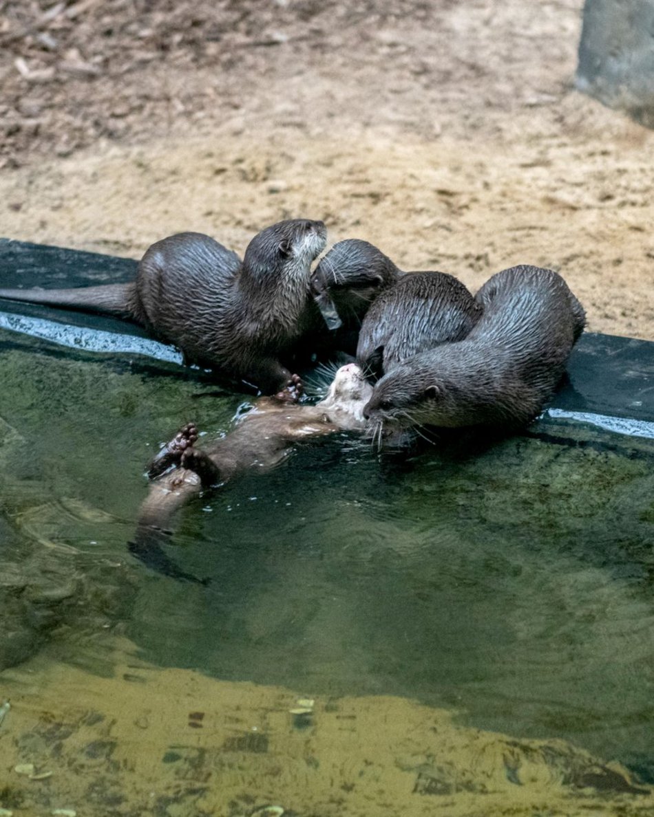 wydry, orientarium zoo lodz