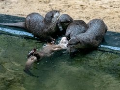wydry, orientarium zoo lodz