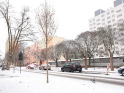 Łódź. Nowe nasadzenia w całym mieście