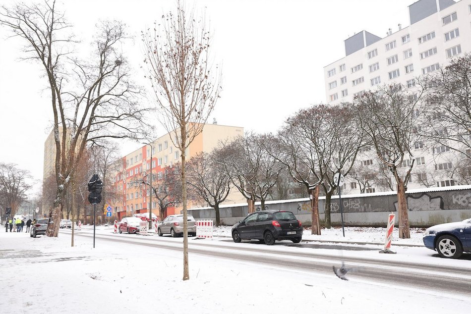 Łódź. Nowe nasadzenia w całym mieście