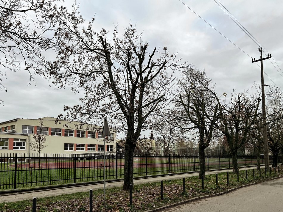 Ulica Socjalna. Drzewa zniszczone przez PGE