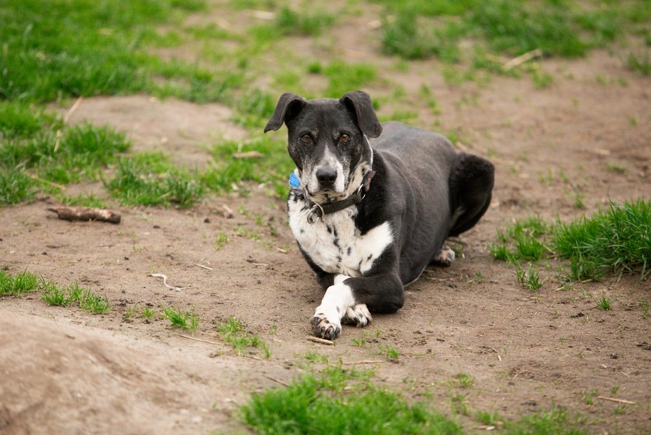 Fundacja Niechciane i Zapomniane pomogła już wielu zwierzętom