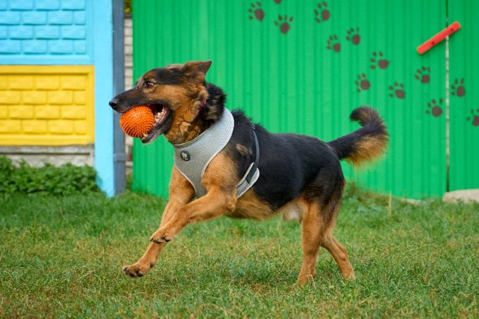 Łódź. Alek ze schroniska w Łodzi ma za sobą nieudane adopcje. Podaruj mu dom na stałe!