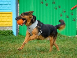 Łódź. Alek ze schroniska w Łodzi ma za sobą nieudane adopcje. Podaruj mu dom na stałe!