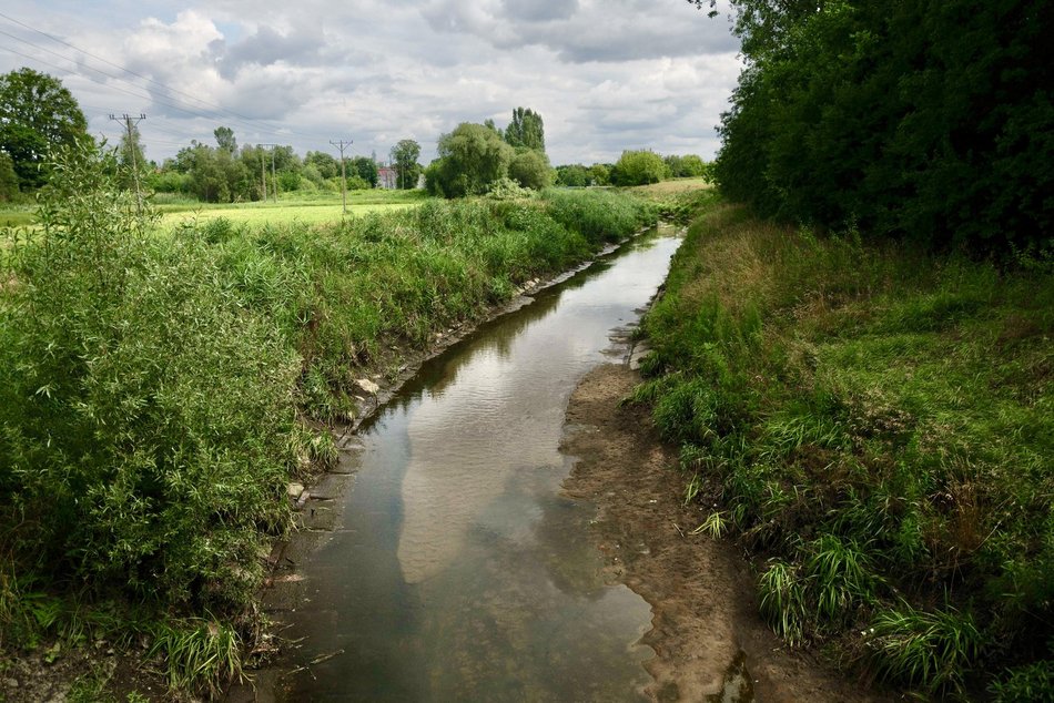 Łódź. Co żyje w rzekach w Łodzi? Dr hab. Mariusz Tszydel wie o tym bardzo dużo!
