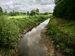 Łódź. Co żyje w rzekach w Łodzi? Dr hab. Mariusz Tszydel wie o tym bardzo dużo!