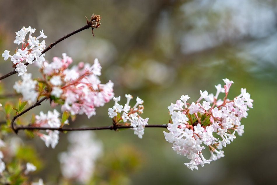 Wiosenny Ogród Botaniczny w Łodzi. Spacer wśród budzącej się do życia przyrody