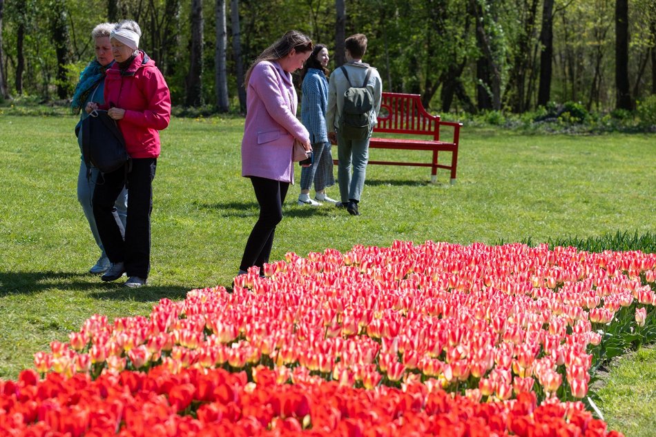Łódź. Tysiące tulipanów w Ogrodzie Botanicznym w Łodzi. Przyjdź i zobacz je na własne oczy!