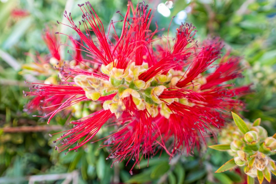 Łódź. Nowa motylarnia w Orientarium Zoo Łódź już otwarta! Największe takie miejsce w Polsce