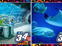 Łódź. Orientarium Zoo Łódź gra z WOŚP 2026 w Łodzi. Weź udział w wyjątkowych aukcjach