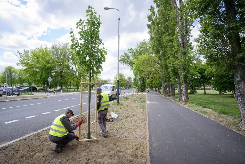 Nowe drzewa przy Maratońskiej w Łodzi. Będzie ich aż 70!