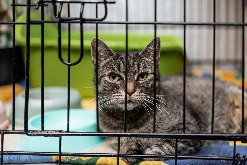 Łódź. Kocie walentynki w schronisku w Łodzi. Zobacz zdjęcia ze spotkania adopcyjnego