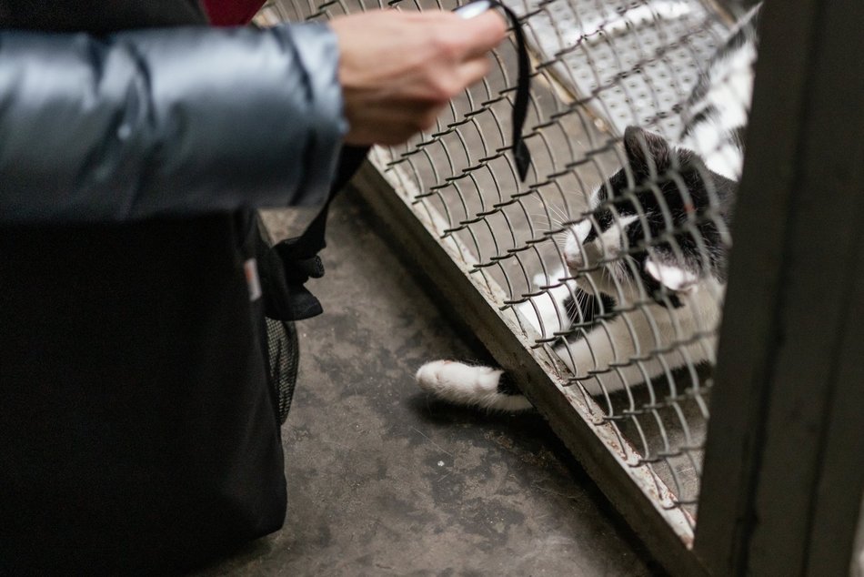 Łódź. Kocie walentynki w schronisku w Łodzi. Zobacz zdjęcia ze spotkania adopcyjnego