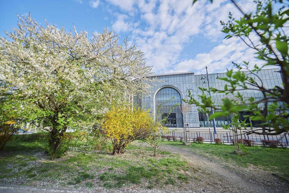 Łódź. Wiosna zagościła na skwerze przy Narutowicza i Sienkiewicza. Przyroda w Łodzi zachwyca!