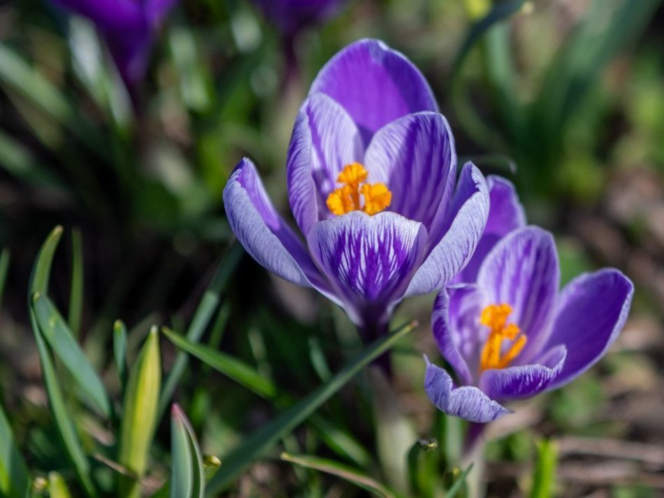Łódź. Żonkile i krokusy opanowały Piłsudskiego. Wiosna w Łodzi w najpiękniejszym wydaniu