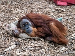 Jak zachowywać się w Orientarium Zoo Łódź