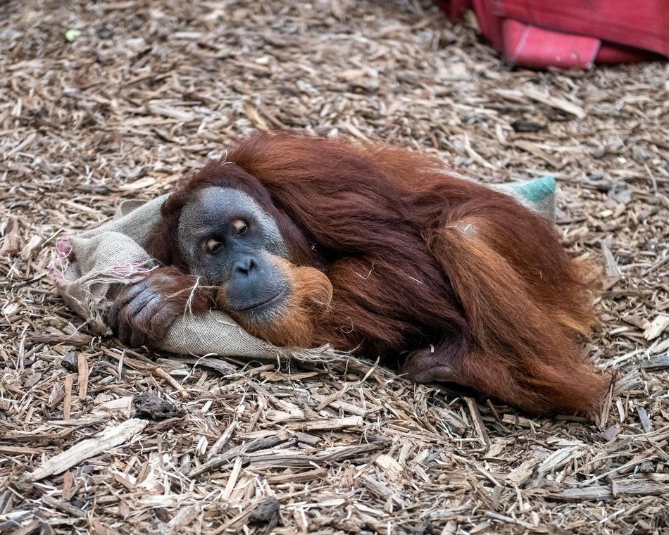 Jak zachowywać się w Orientarium Zoo Łódź