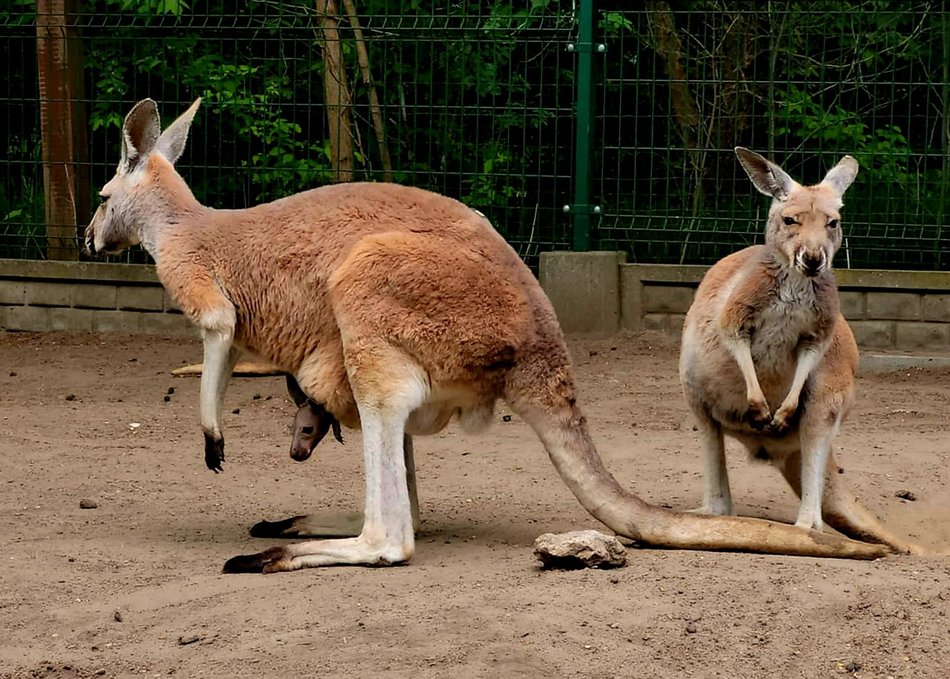 Trzy nowe kangury w Orientarium Zoo Łódź. Zaczynają nieśmiało wyglądać z toreb mam!