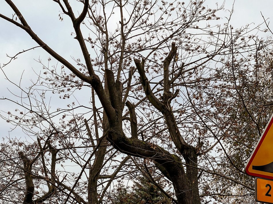 Ulica Socjalna. Drzewa zniszczone przez PGE