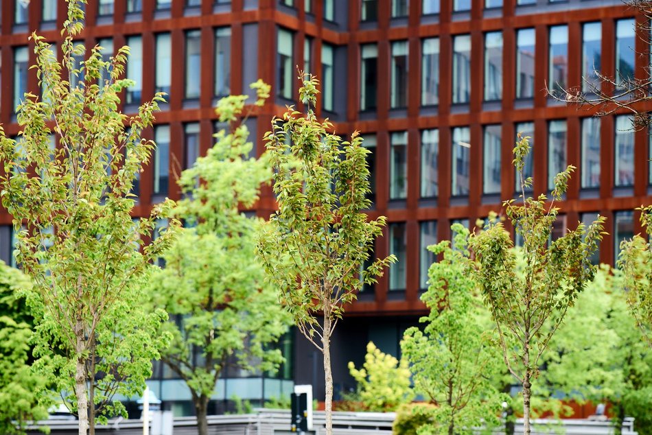 Łódź. Aż 80 nowych drzew przy Monopolis w Łodzi! Piękne wiśnie zdobią Wydawniczą