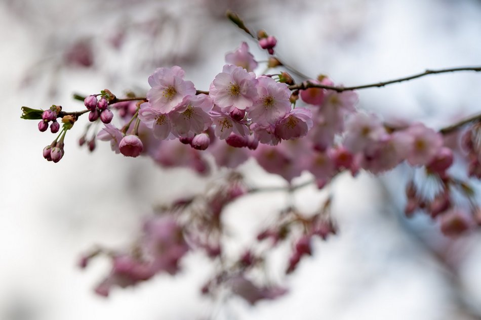 Wiosenny Ogród Botaniczny w Łodzi. Spacer wśród budzącej się do życia przyrody