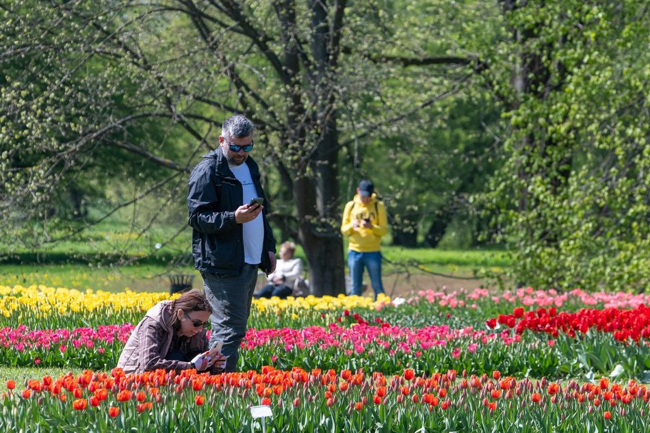 Łódź. Tysiące tulipanów w Ogrodzie Botanicznym w Łodzi. Przyjdź i zobacz je na własne oczy!