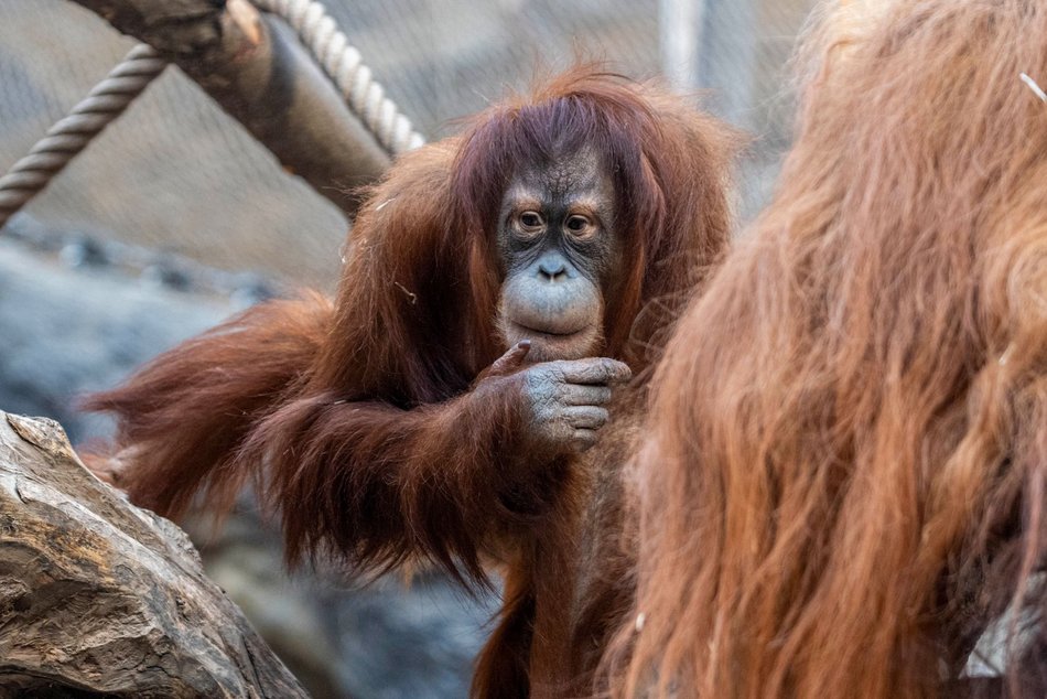 Łódź. Orangutan sumatrzański urodził się w Orientarium Zoo Łódź. To sukces na skalę światową!