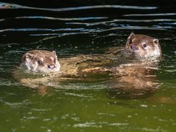 Łódź. Nowa mieszkanka Orientarium Zoo Łódź. Samica wydry dołączyła do samca Harry'ego