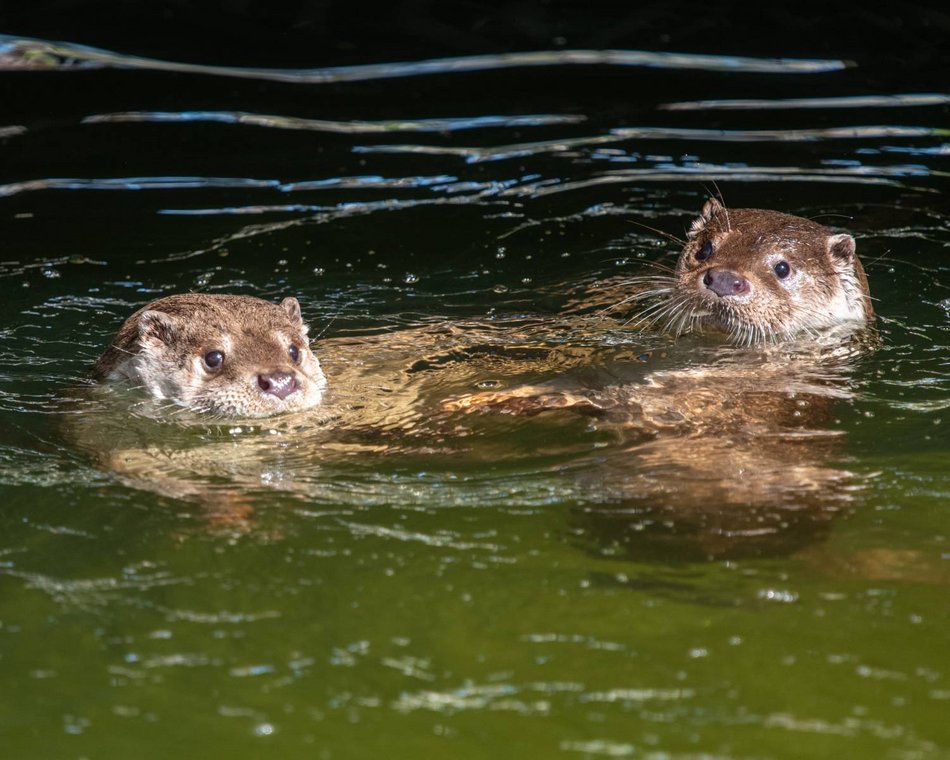 Łódź. Nowa mieszkanka Orientarium Zoo Łódź. Samica wydry dołączyła do samca Harry'ego