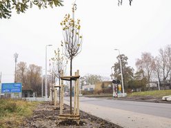 Łódź coraz bardziej zielona! Nowe drzewa pojawiły się na Górnej