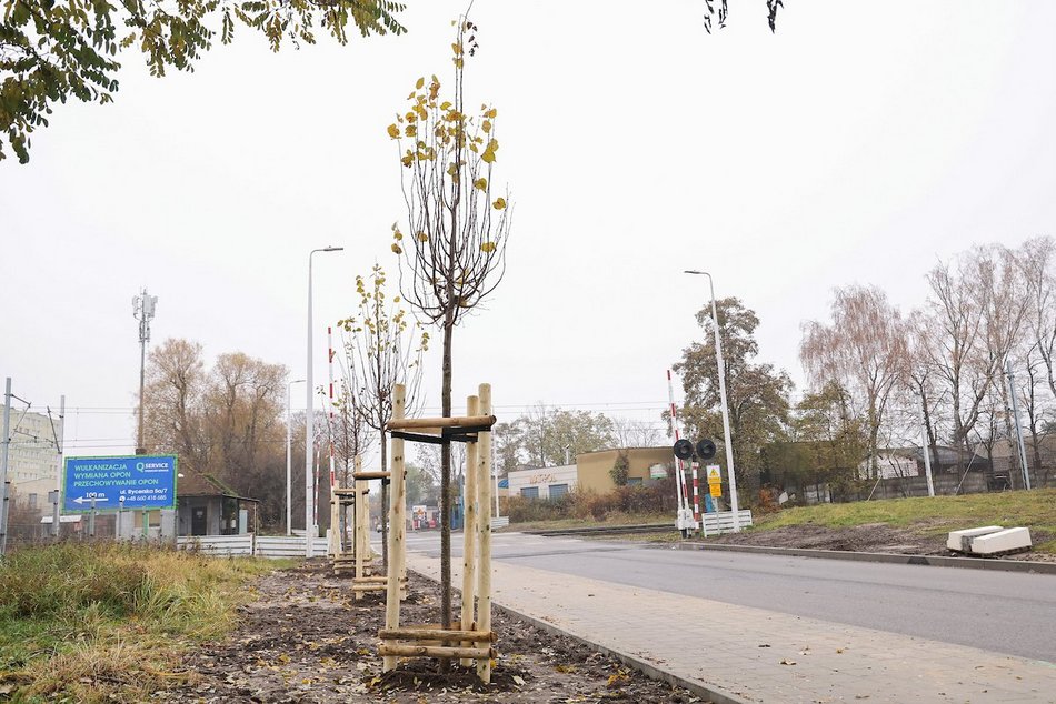 Łódź coraz bardziej zielona! Nowe drzewa pojawiły się na Górnej