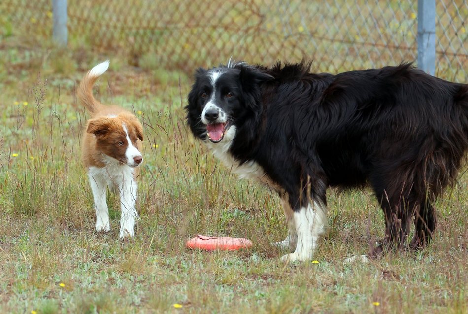 Falco – bohater lotniska w Łodzi i nowej książki. To zdecydowanie „Pies na medal"!