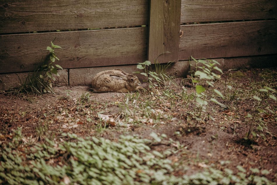 Łódź. Ośrodek Rehabilitacji Dzikich Zwierząt działa pełną parą. Ponad 1000 zwierząt w 2025 roku