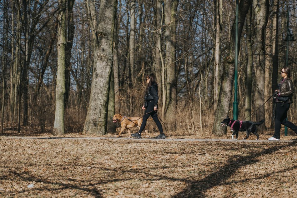 Łódź. Dobra pogoda w Łodzi sprzyja spacerowaniu! Tłumy w Parku na Zdrowiu w Łodzi