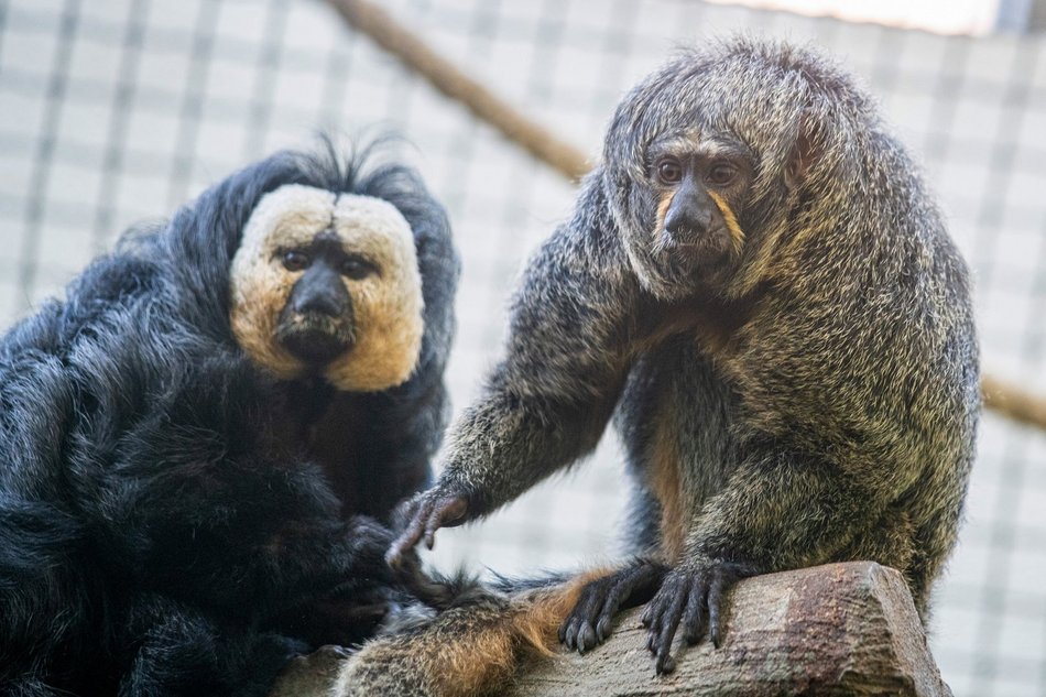 fot. Orientarium Zoo Łódź