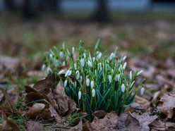 Park Klepacza znów kwitnie. Cebulice, śnieżniki i krokusy. Wiosna w Łodzi