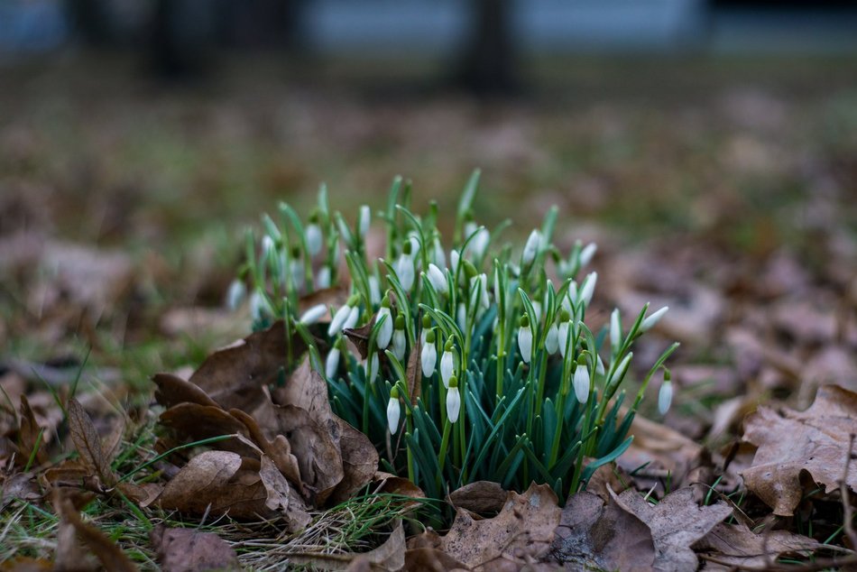 Park Klepacza znów kwitnie. Cebulice, śnieżniki i krokusy. Wiosna w Łodzi