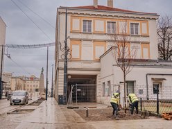 Sadzenie drzew na ul. Legionów przy placu Wolności