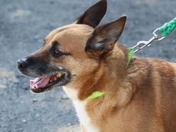 Czy Beny pamięta jeszcze świat bez krat? Weteran schroniska w Łodzi czeka na rodzinę